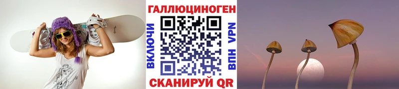 закладка Гай Псилоцибиновые грибы Psilocybe